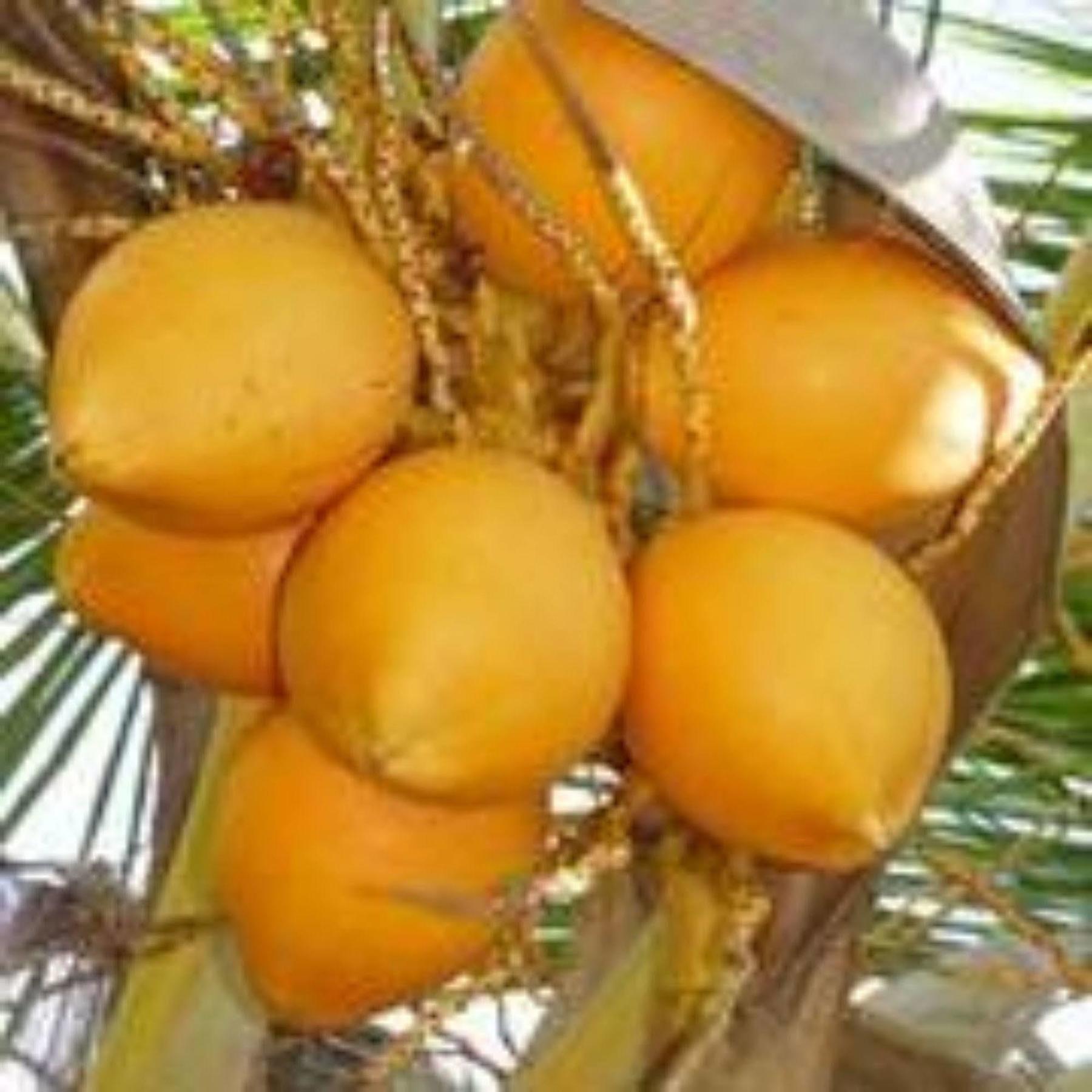 Masaaree Boutique Hotel Maafushi Zewnętrze zdjęcie